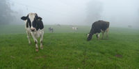 Pecuaristas enfrentam dificuldades para oferecer ração ao gado e escoar produção de leite