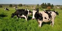 Alta oferta de lácteos importados desvalorizou preço da matéria-prima no campo