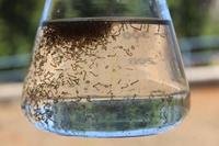Água parada permite o desenvolvimento de larvas e proliferação do mosquito Aedes aegipty, causador da dengue