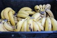 Banana, a fruta mais consumida no Brasil, acumula alta de 43,48% na cotação da Ceasa/RS, na variedade caturra