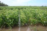 Excesso de chuva pode prejudicar qualidade da soja e diminuir produção