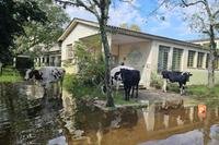 Colégio Agrícola Cadop, em Cachoeirinha, está sem acesso e com os animais ilhados