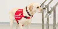 ONG treina cães para que eles possam detectar doenças