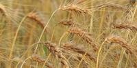 Produção de trigo é calculada em 3,406 milhões de toneladas