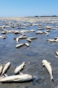 A lagoa secou totalmente em diferentes pontos, revelando milhares de peixes mortos.
