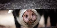 Pesquisadores analisaram 14 fazendas de porcos na Dinamarca