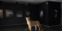 Uma visão geral do trabalho do artista fotográfico americano Roger Ballen na exposição End of the Game no Inside Out Center for the Arts em Joanesburgo em 16 de março de 2023. Ballen é conhecido por seu trabalho instigante que investiga a psique humana.