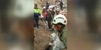 Em meio aos escombros, equipe resgata um cachorro