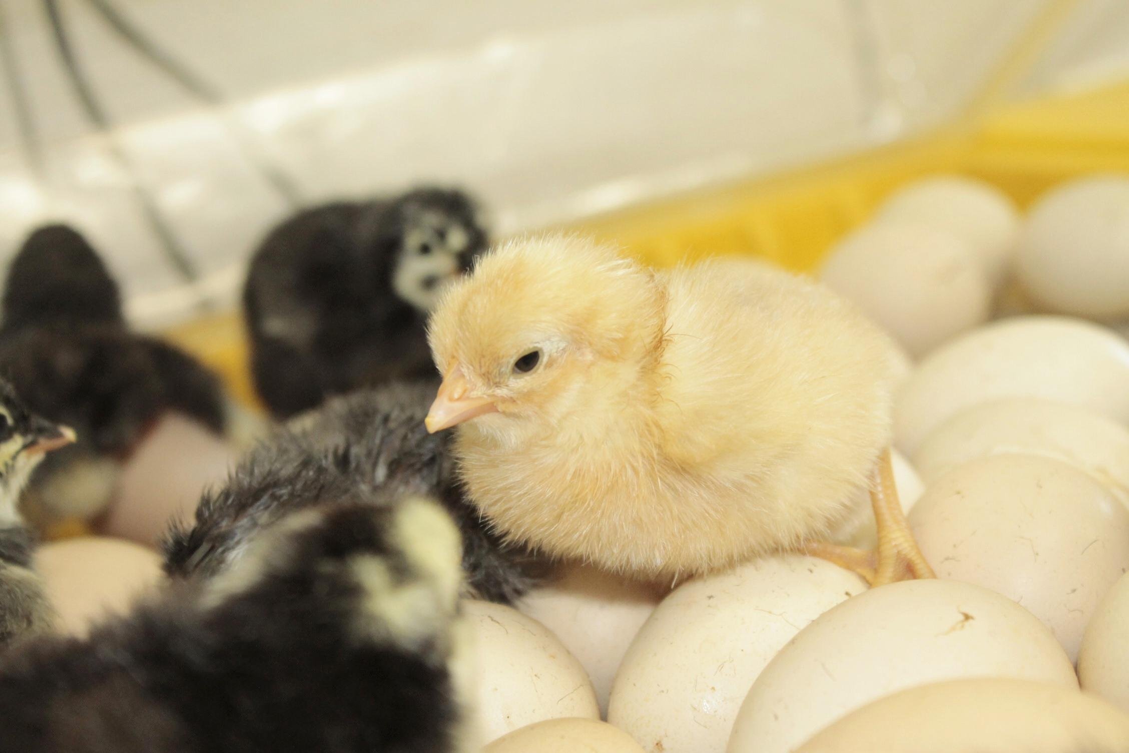 A portaria impacta em todos os tipos de aves, sejam elas de cria&ccedil;&otilde;es comerciais, silvestres ou ornamentais