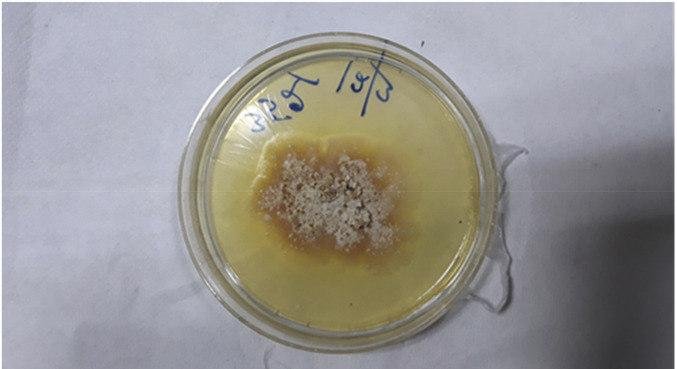 Folha de prata &eacute; uma infec&ccedil;&atilde;o f&uacute;ngica conhecida por afetar a sa&uacute;de de vegetais