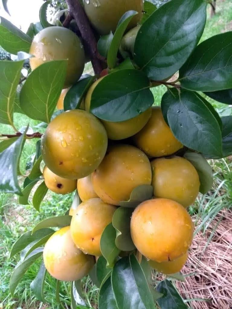 Novecentas propriedades produzem caqui na Regi&atilde;o da Serra do Estado