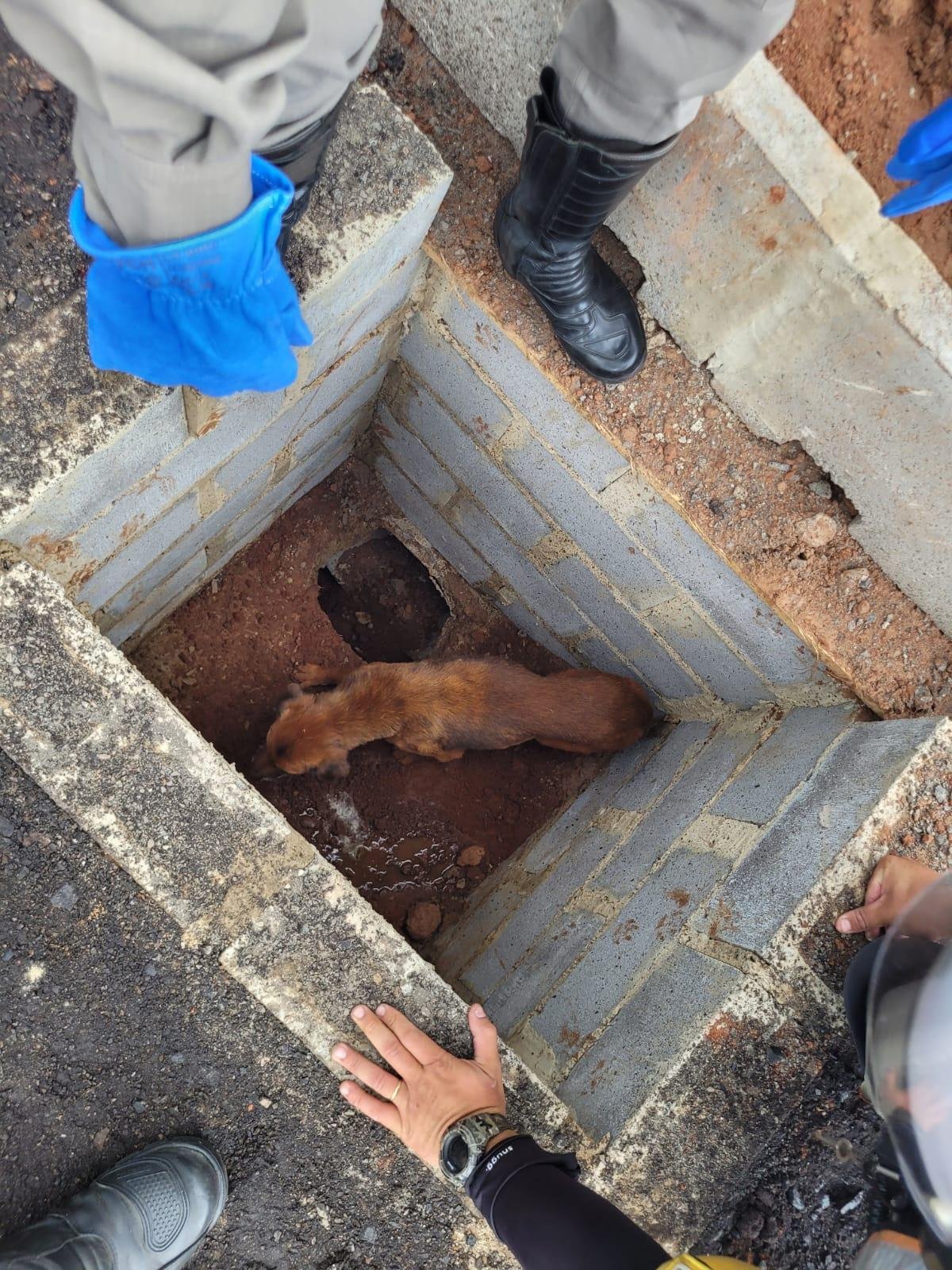 Animal estava tentando sair de buraco de aproximadamente 1,5 metro.