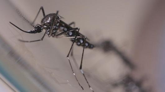 Mosquito &eacute; o vetor da doen&ccedil;a