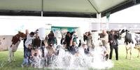 Cerimônia do banho de leite, que celebra vitória das granjas com animais em exposição, ocorrerá no dia 18 de maio