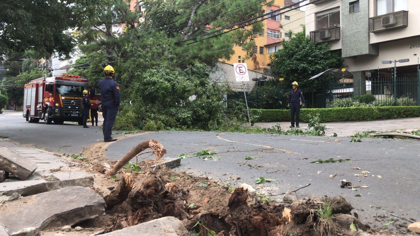 A for&ccedil;a do vento arrancou o vegetal com raiz