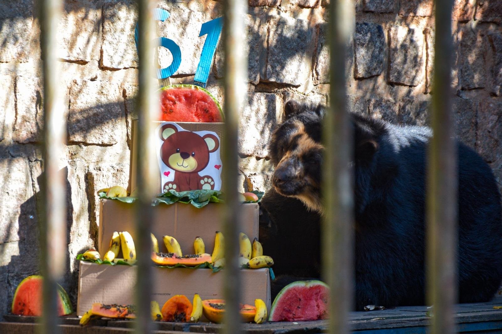 Urso-de-&oacute;culos Coxa recebeu bolo de frutas para celebrar anivers&aacute;rio do espa&ccedil;o