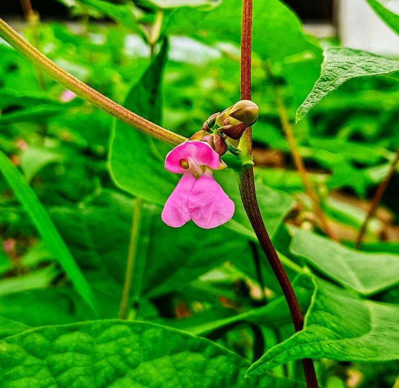 Flor do feij&atilde;o RS GA&Uacute;CHO