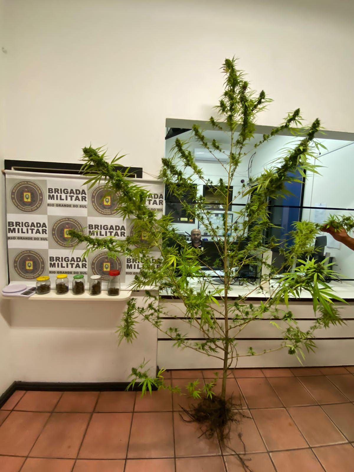 P&eacute; de maconha foi apreendido com suspeito de traficar entorpecentes