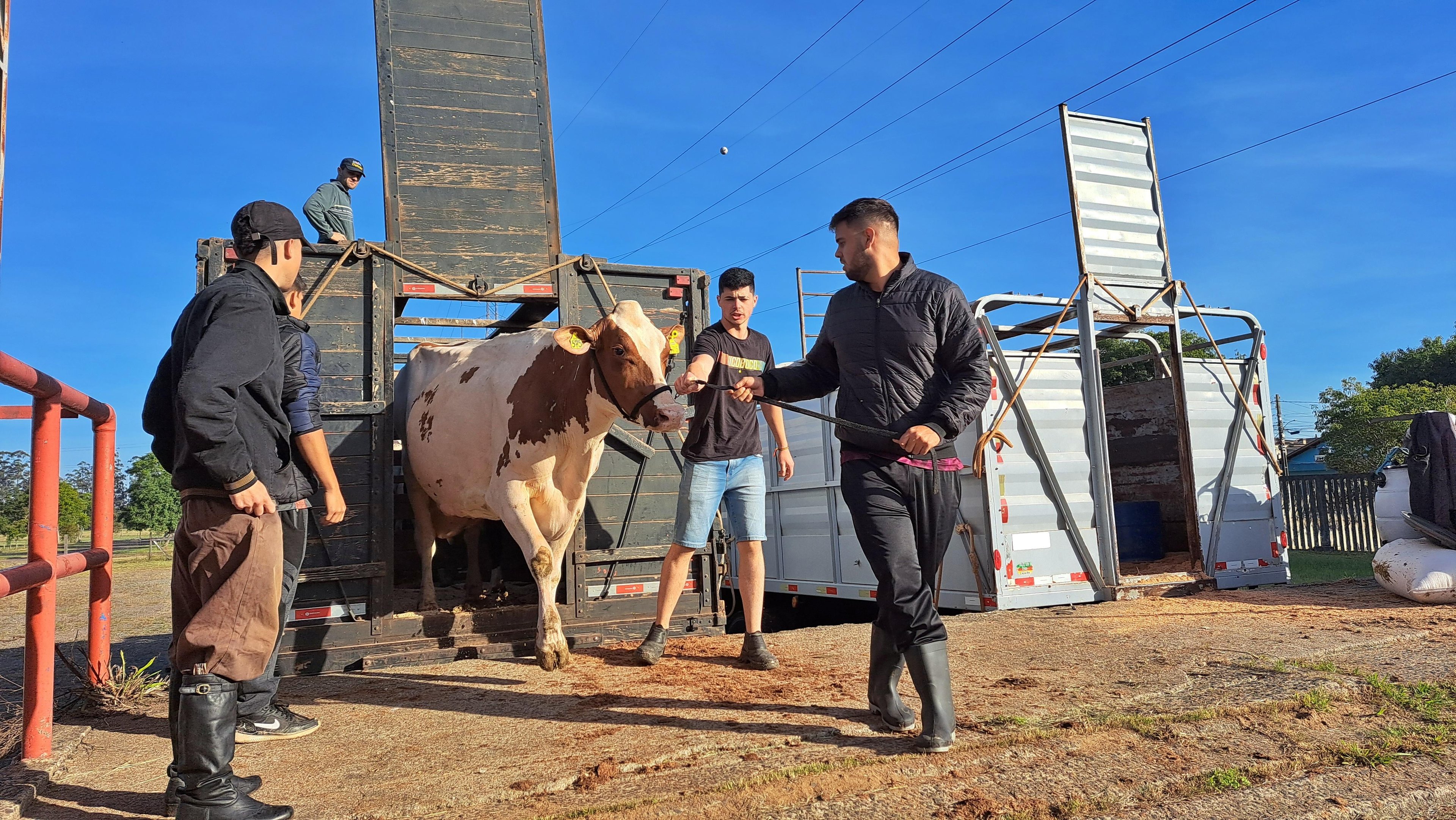 Chegada dos animais ocorreu mais cedo nesta segunda-feira, para atender produtores de regi&otilde;es distantes da Capital