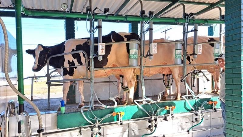 Vacas da Granja Ferraboli, primeira a entrar no parque, em ordenha