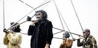 Os atores Alexsander Vidaleti, Fabiane Severo, Liane Venturella e Nelson Diniz atuam como macacos enjaulados e usam máscaras de látex