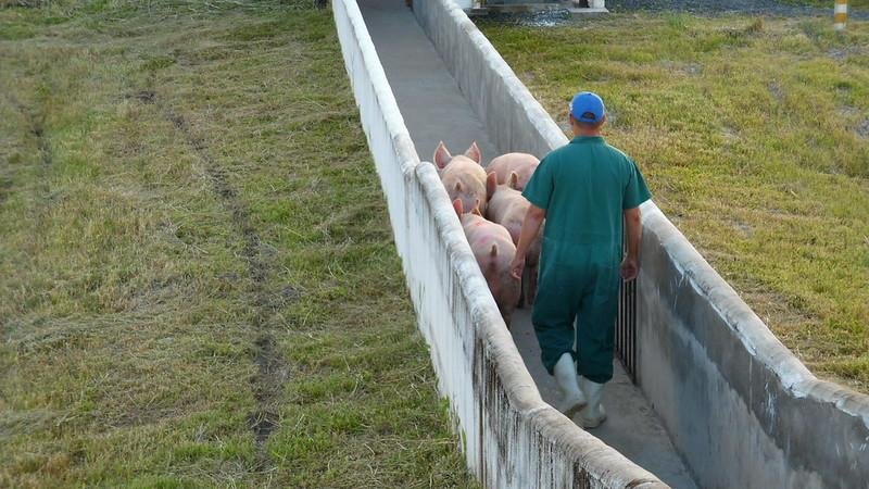 A publica&ccedil;&atilde;o traz defini&ccedil;&otilde;es dass estruturas como medidas e distanciamentos que precisam ser mantidos, al&eacute;m dos prazos que os produtores t&ecirc;m para regularizar as granjas.