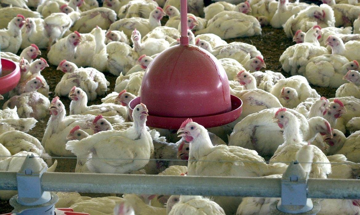 O temor &eacute; que a imuniza&ccedil;&atilde;o do plantel industrial brasileiro gere restri&ccedil;&otilde;es de compra em mercados internacionais.