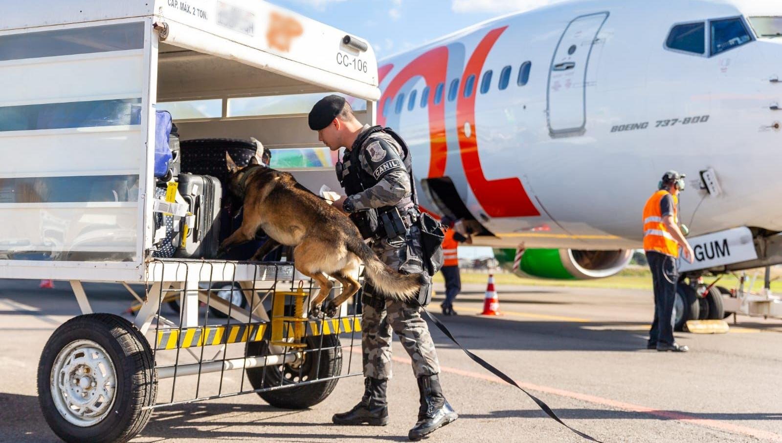 C&atilde;es farejadores s&atilde;o treinados para detectar a presen&ccedil;a de entorpecentes