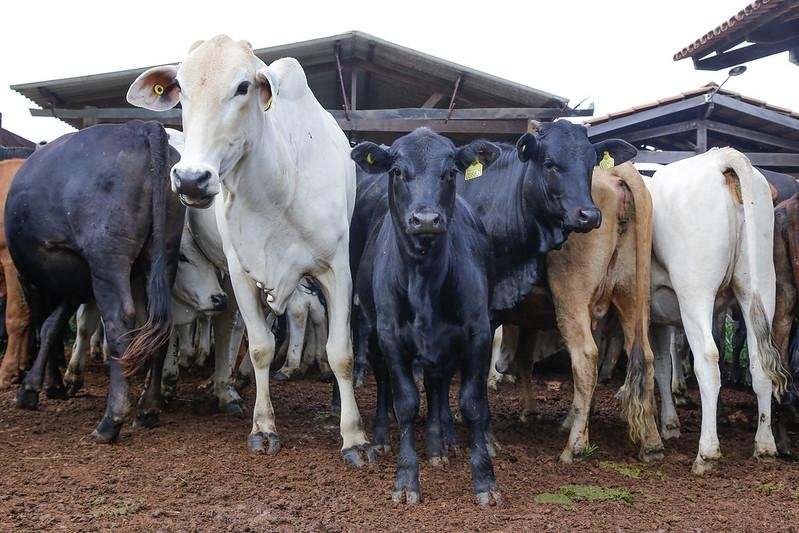 A Seapi espera receber 380 mil declara&ccedil;&otilde;es, n&uacute;mero correspondente &agrave; quantidade de estabelecimentos que trabalham com produ&ccedil;&atilde;o animal registrados no Sistema de Defesa Agropecu&aacute;ria (SDA).