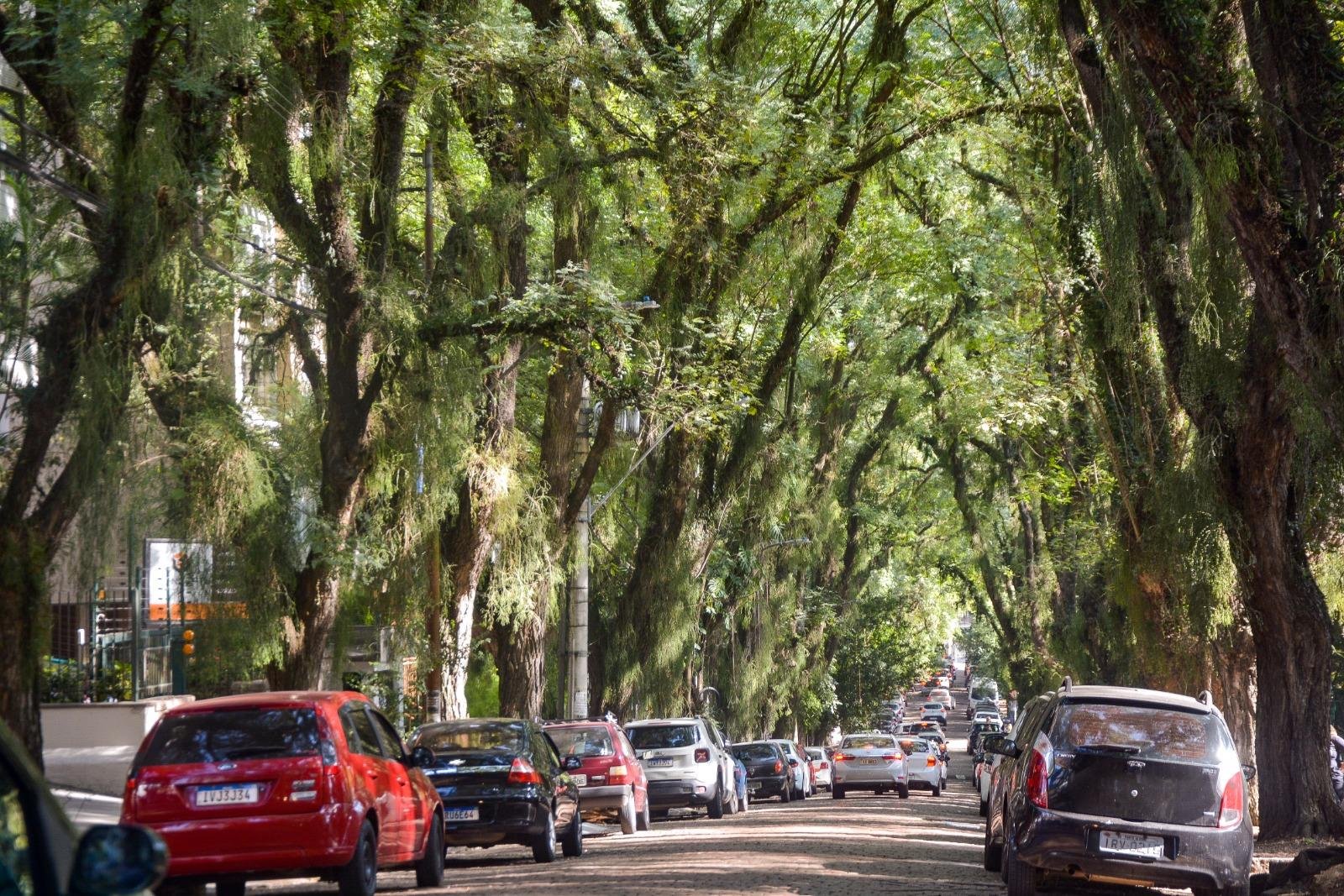 Por meio do aplicativo, ser&aacute; poss&iacute;vel pesquisar dados coletados na cidade com avalia&ccedil;&atilde;o de risco e automatiza&ccedil;&atilde;o das recomenda&ccedil;&otilde;es de manejo arb&oacute;reo