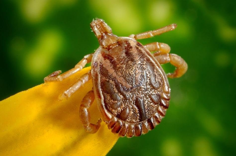 A transmiss&atilde;o da febre maculosa ocorre somente por meio do contato com o carrapato-estrela infectado