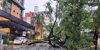 Diversas árvores caíram em Porto Alegre, como essa na rua Ramiro Barcelos, e a prefeitura prioriza aquelas que estão em ruas de maior escoamento do trânsito