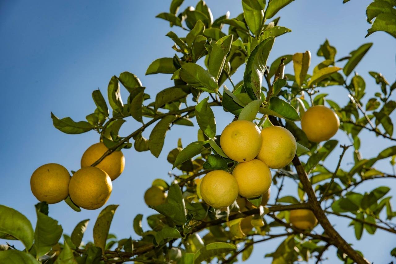 Estimativa &eacute; de que este ano sejam colhidas 54 mil toneladas de bergamotas, 5,5 mil toneladas de laranjas e 400 toneladas de lim&otilde;es em Montenegro
