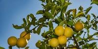 Estimativa é de que este ano sejam colhidas 54 mil toneladas de bergamotas, 5,5 mil toneladas de laranjas e 400 toneladas de limões em Montenegro
