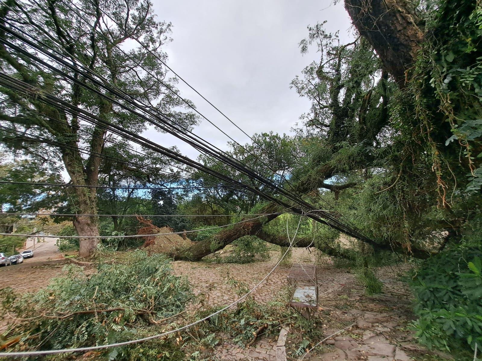 &Aacute;rvores ca&iacute;das, como esta na zona sul de Porto Alegre, ocasionaram na interrup&ccedil;&atilde;o do fornecimento de energia