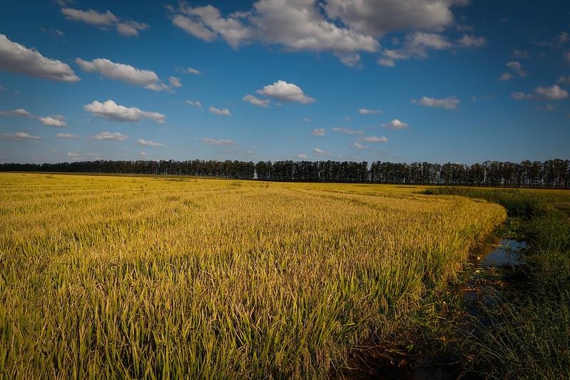 Para junho, a Federarroz projeta que os embarques do cereal fiquem em torno de 100 mil toneladas.