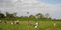 Plano tem incentivos à agroecologia, agricultoras mulheres e povos originais