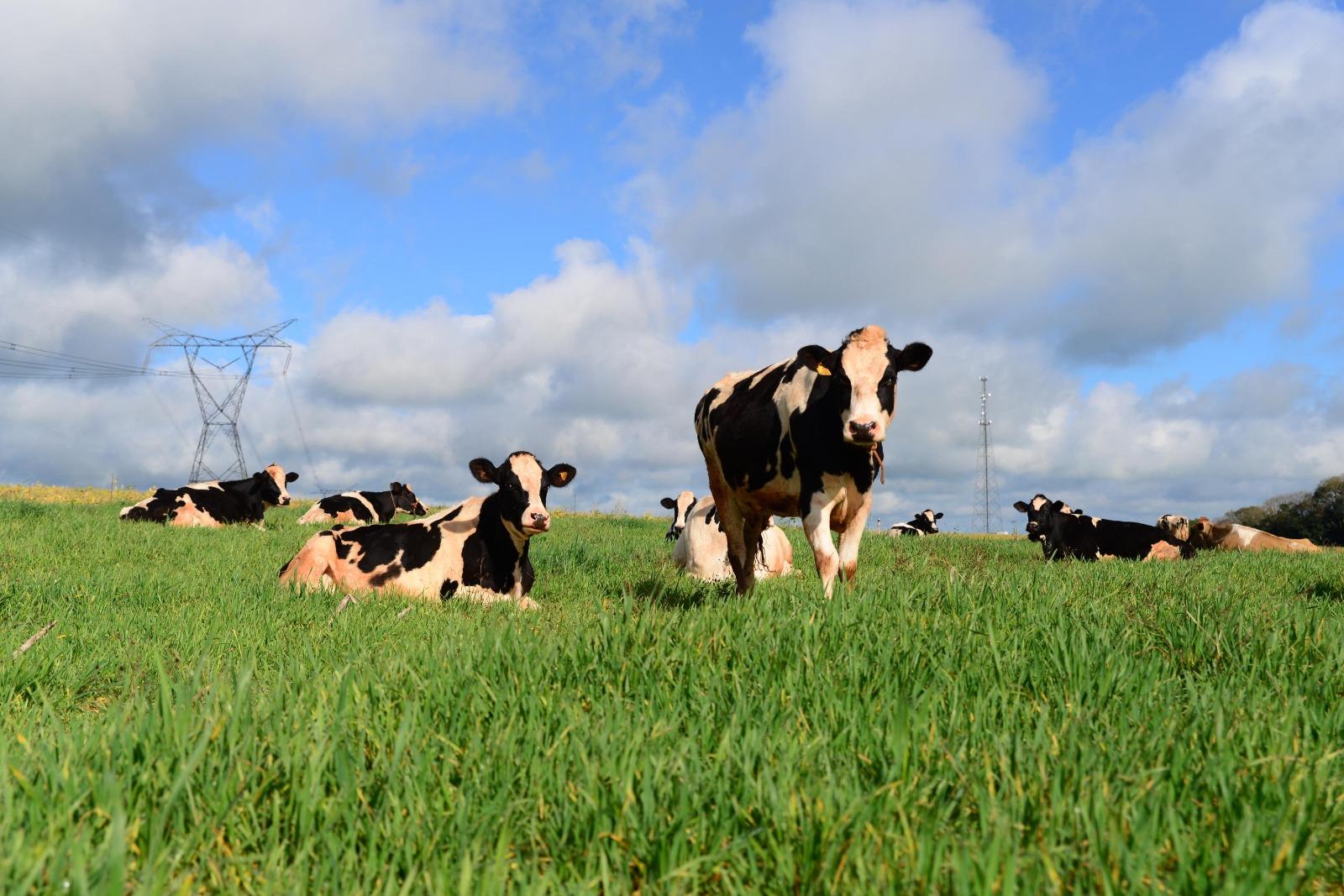 Subs&iacute;dios nos pa&iacute;ses vizinhos colocam produtiva do leite no Brasil em risco