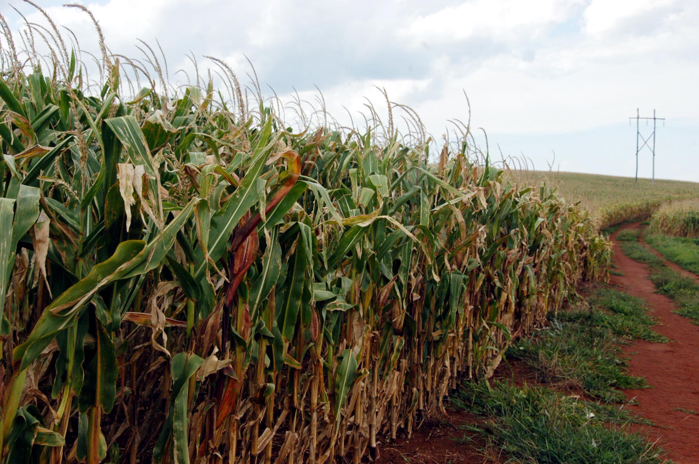 O segmento agro &eacute; o mais forte do cooperativismo ga&uacute;cho, com 95 cooperativas e 278,1 mil produtores associados, gerando mais de 41,5 mil empregos diretos.