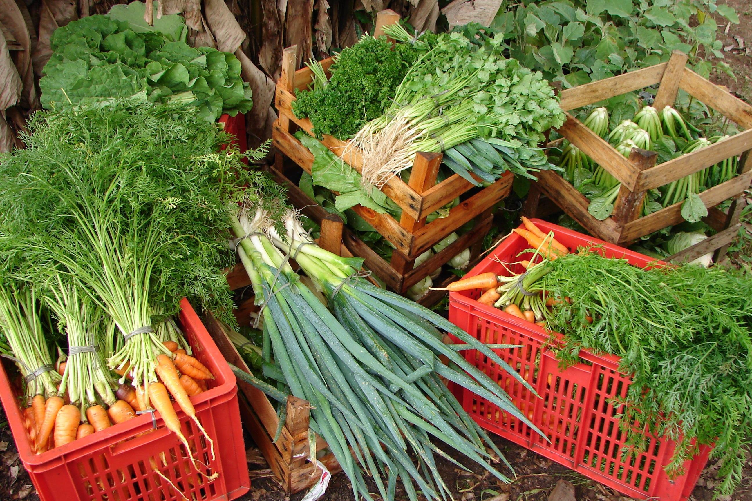 Os projetos inscritos na Conab v&atilde;o representar 248 mil toneladas de alimentos a serem doadas &agrave; popula&ccedil;&atilde;o em vulnerabilidade