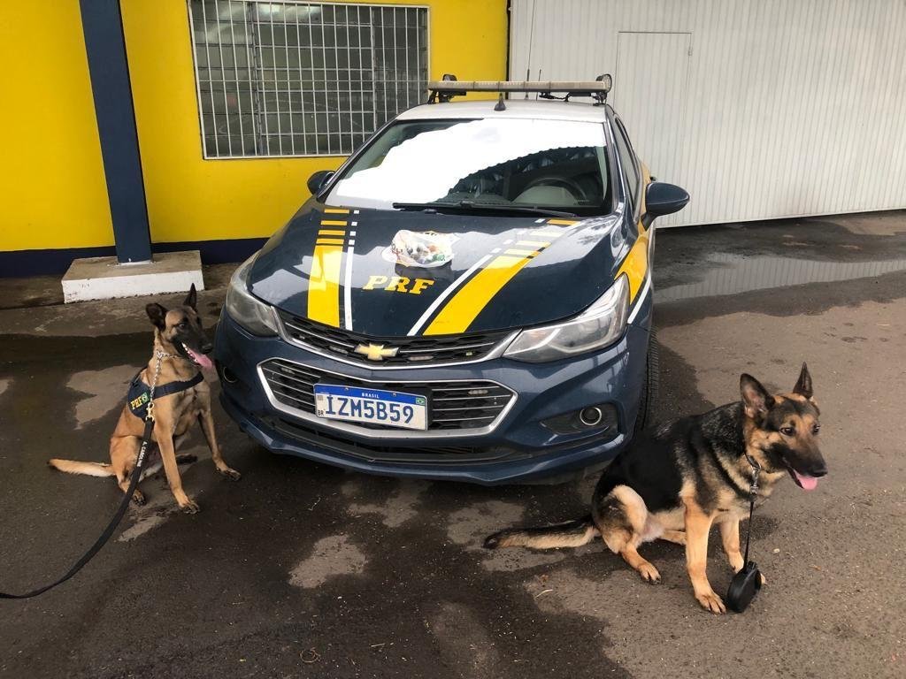 Os c&atilde;es tamb&eacute;m participaram de oficinas pr&aacute;ticas do II Encontro Cinot&eacute;cnico. Durante uma atividade, eles identificaram a presen&ccedil;a de um quilo de maconha em um compartimento oculto no painel de um Uno que estava em um dep&oacute;sito do Detran