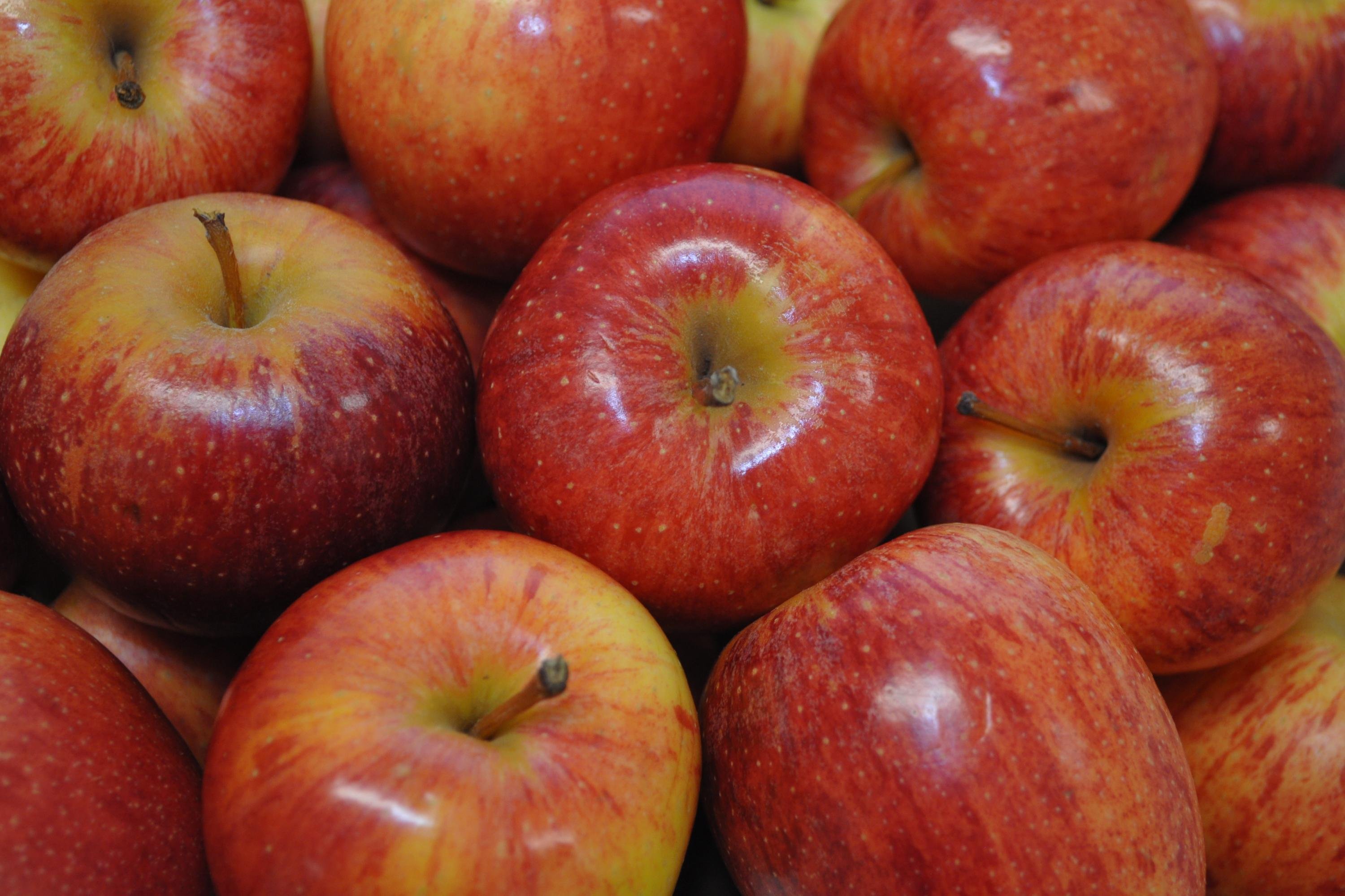 Segundo Associa&ccedil;&atilde;o Brasileira dos Produtores de Ma&ccedil;&atilde;, fruta nacional &eacute; mais doce em raz&atilde;o da incid&ecirc;ncia de sol