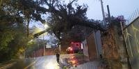 Árvore caiu e ficou sustentada por muro de uma casa na Lomba do Pinheiro