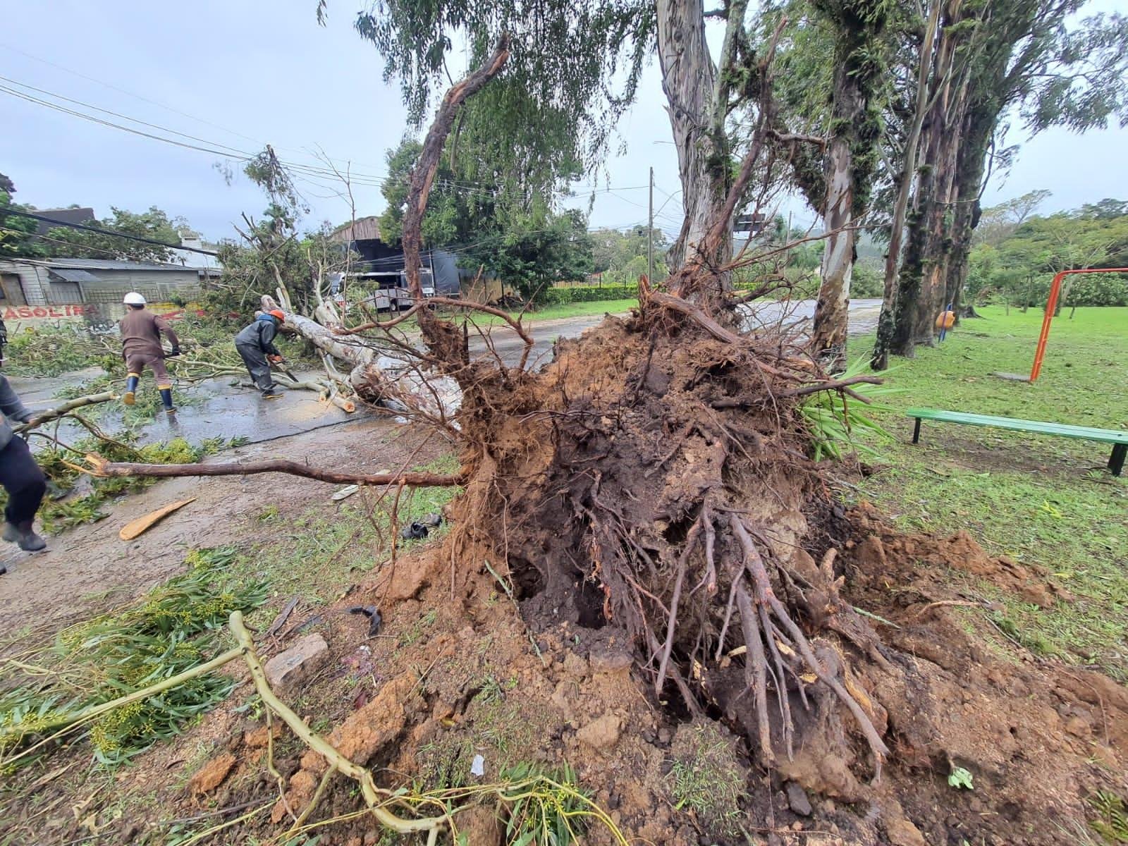 Na avenida da Serraria, na Zona Sul, duas &aacute;rvores ca&iacute;ram sobre a via com a for&ccedil;a do vento