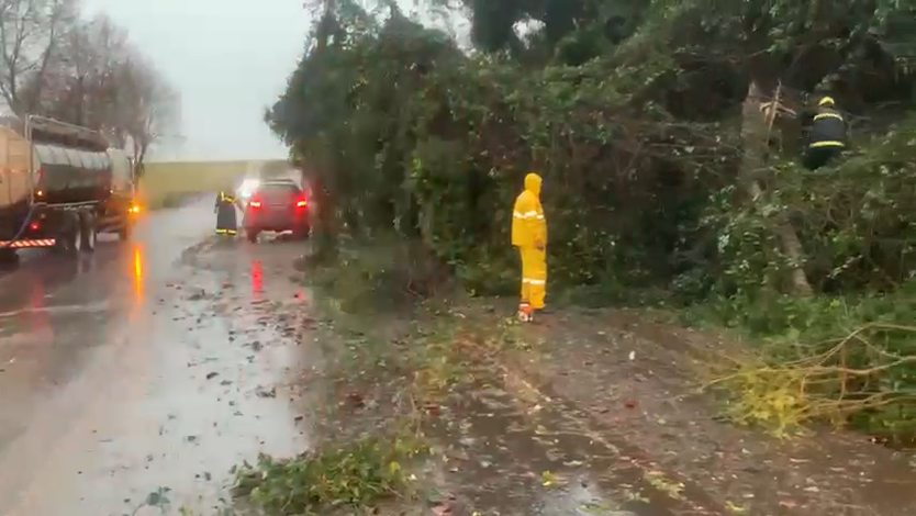 A BR 158, em Boa Vista das Miss&otilde;es, foi temporariamente bloqueada para a limpeza de galhos