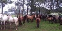 Cavalos apreendidos por maus-tratos ou abandono estão sendo microchipados em Uruguaiana