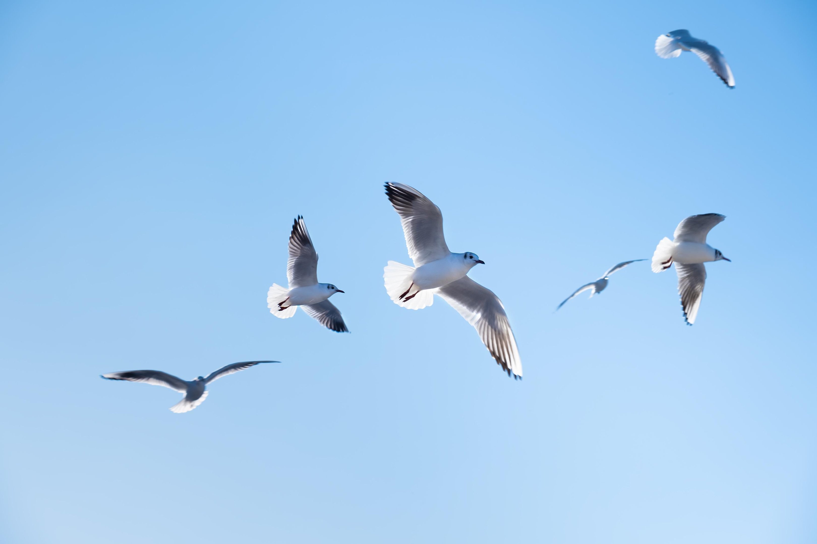 No total, h&aacute; 65 casos da doen&ccedil;a em aves silvestres no Pa&iacute;s e dois focos em produ&ccedil;&atilde;o de subsist&ecirc;ncia, de cria&ccedil;&atilde;o dom&eacute;stica.
