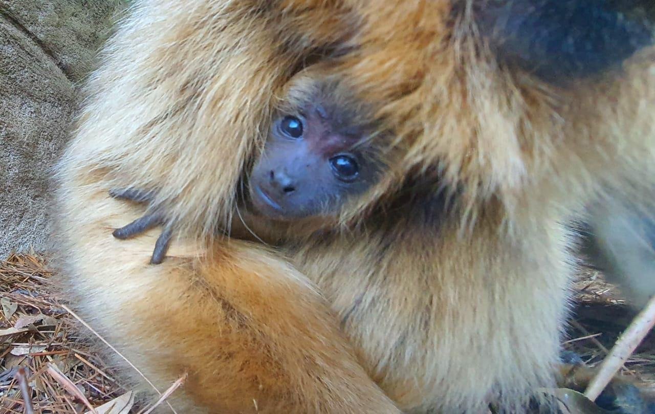 Fillhote est&aacute; saud&aacute;vel e aos cuidados da m&atilde;e e de outra f&ecirc;mea no Gramadozoo