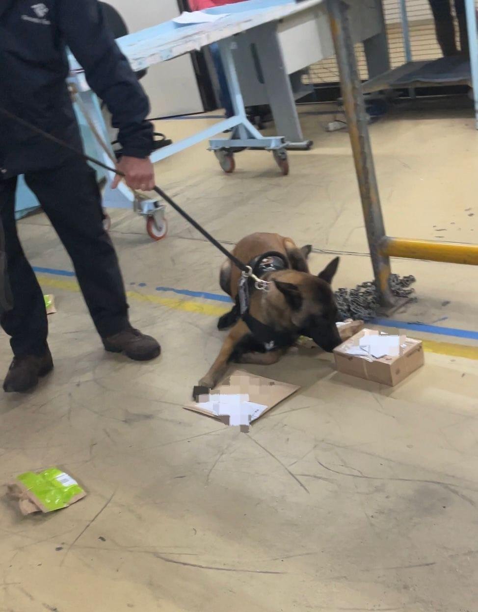 A agente K9 Astra, da ra&ccedil;a Pastor Malinois, adquirida h&aacute; dois meses pela Receita Federal, e lotada no aeroporto, teve um papel fundamental na identifica&ccedil;&atilde;o dos pacotes com drogas no meio das encomendas.