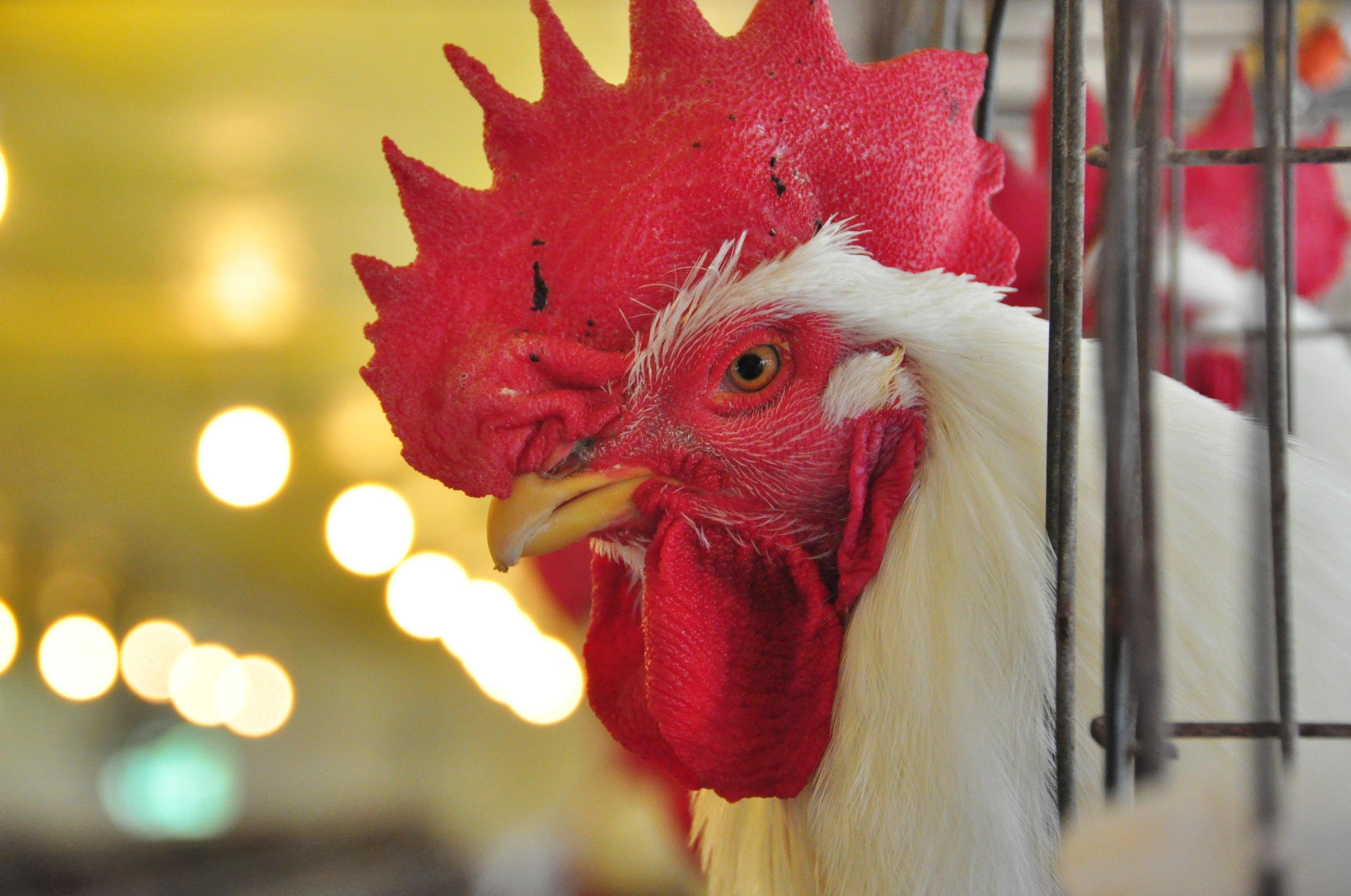 Defesa agropecu&aacute;ria do Estado ainda n&atilde;o registrou casos de infuenza em aves dom&eacute;sticas ou avi&aacute;rios comerciais ga&uacute;chos